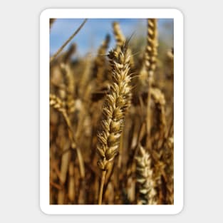 Ear of wheat Sticker